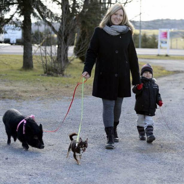 Adopter un cochon miniature domestique