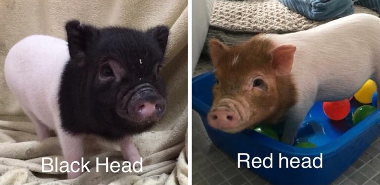 Black & Red Head