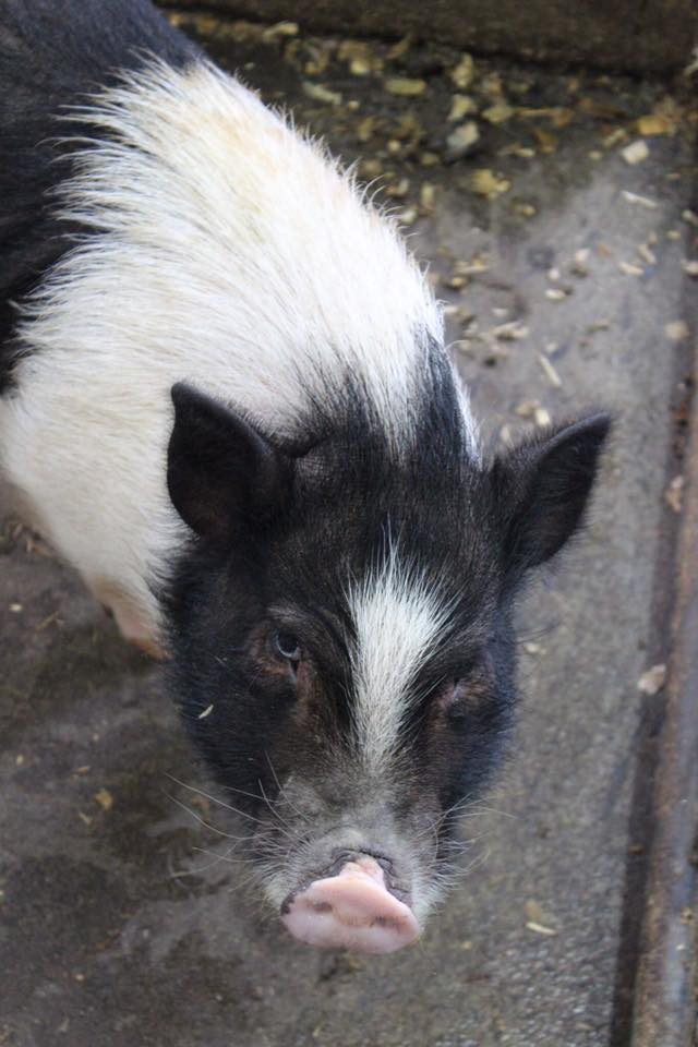Oreo