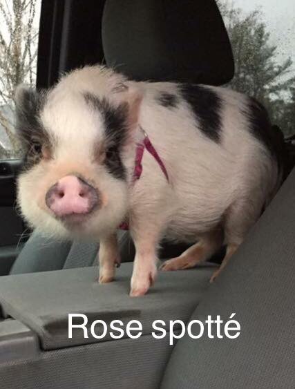 Rose-spotté-1