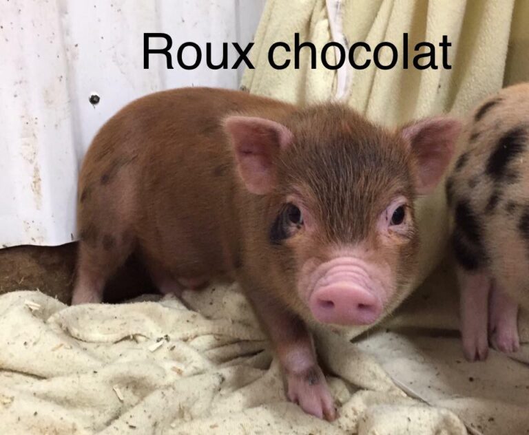 Roux-chocolat