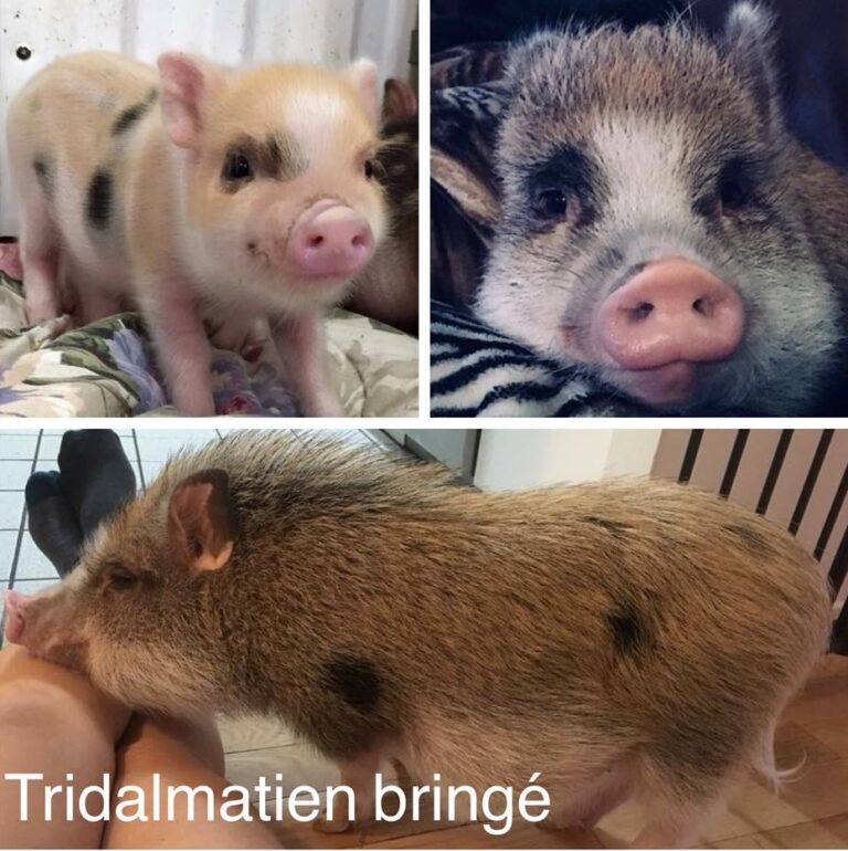 Trimaldatien-Bringé