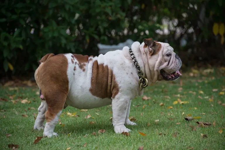 petit-bulldob-adulte